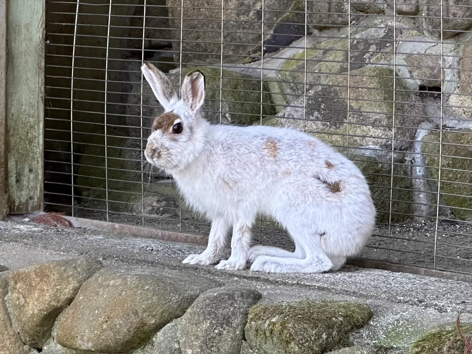 広島市安佐動物公園【公式】 on X: 