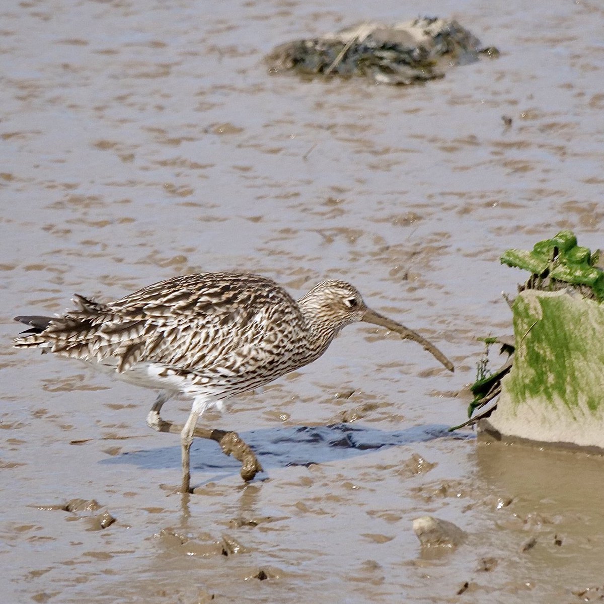 For Monday: a curlew on the muddy inlet to Wells-next-the-sea, north Norfolk. 😊