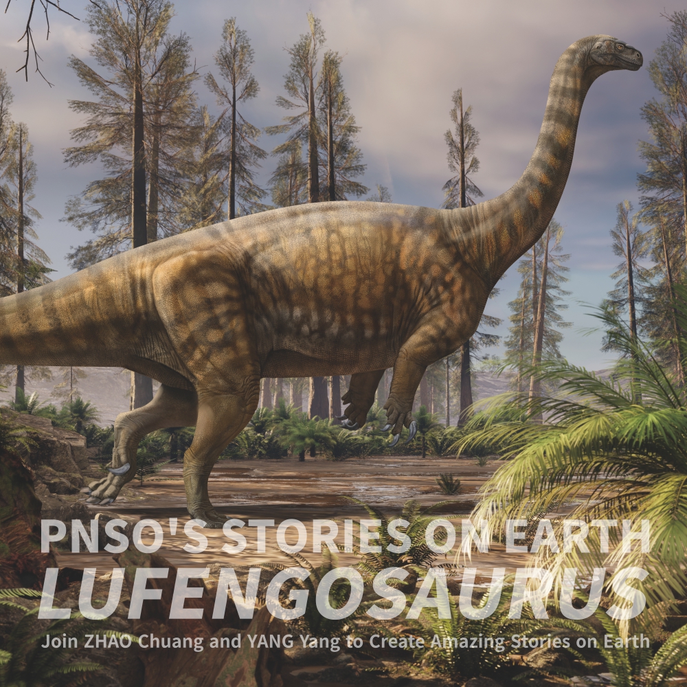 Yiran the Lufengosaurus was a herbivorous dinosaur that lived in the Early Jurassic. During its lifetime, all dinosaurs were newcomers to Earth. Most dinosaurs were too small and weak to fight the dominant giant quadrupeds. But Lufengosaurus could grow up to 5 to 9 meters. #pnso