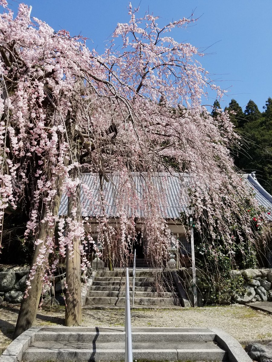 籾洗いも終わったし、ちょっくら桜パトロール
東吉野村の宝蔵寺のしだれ桜は花数少なめでも色が鮮やかで素晴らしかったよ