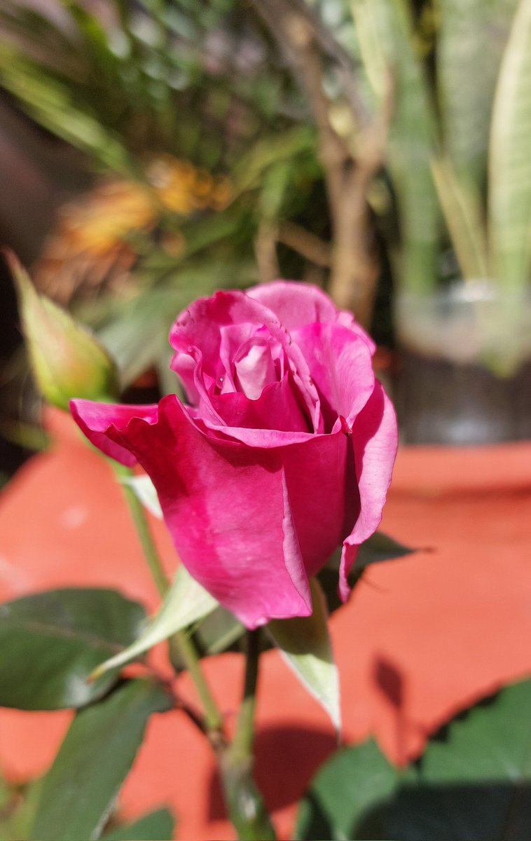 Good morning Xers! Here is the season's first rose for you. Have a great day!