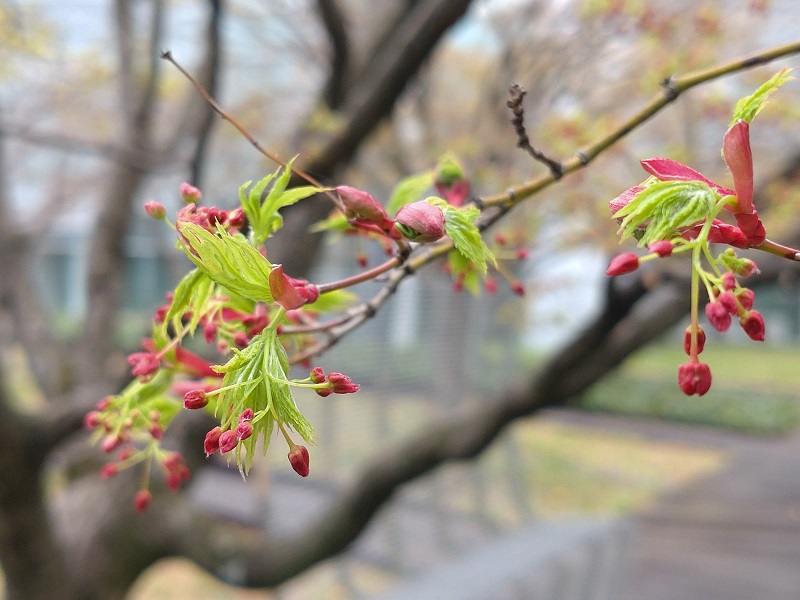 4月です。中庭の樹木の枝先から、小さな葉っぱが顔を出し始めています。これから新緑の季節を経て、秋には真っ赤に染まる葉っぱたちです。