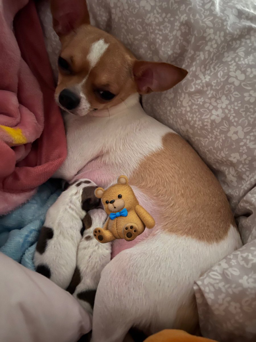 kyle_dooup's tweet photo. 🧸In the early morning, we witnessed the birth of two miracles✨🥰 
#perciousmoments #babies #chihuahua #birth #puppies #dog #fyp #miracle https://t.co/f5c1VB7Jv5