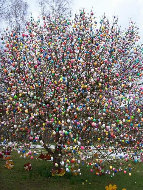 Gd mrng X World, Happy New Week to all of my frnds An Easter tree with 10,000 eggs. Germany 🇩🇪