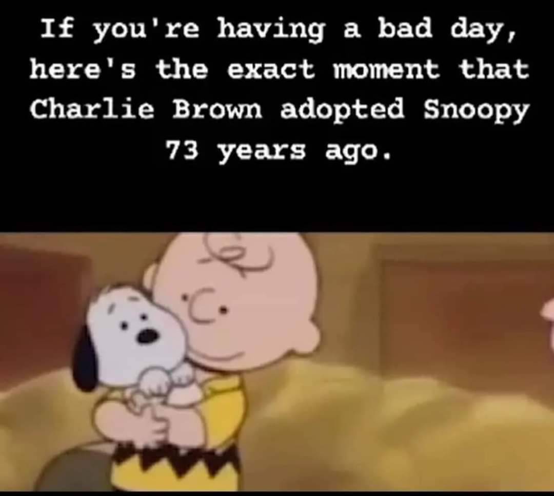 Heckin Good Dogs (@heckingooddogs) on Twitter photo 