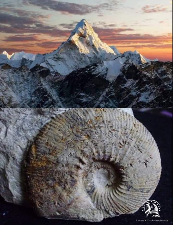INCREÍBLE 🤯 

En la punta del Monte Everest se encontró caliza marina y fósiles de cefalópodos, trilobites, braquiópodos, etc. dando a entender que el punto más alto de la Tierra fue en algún momento parte del fondo marino.