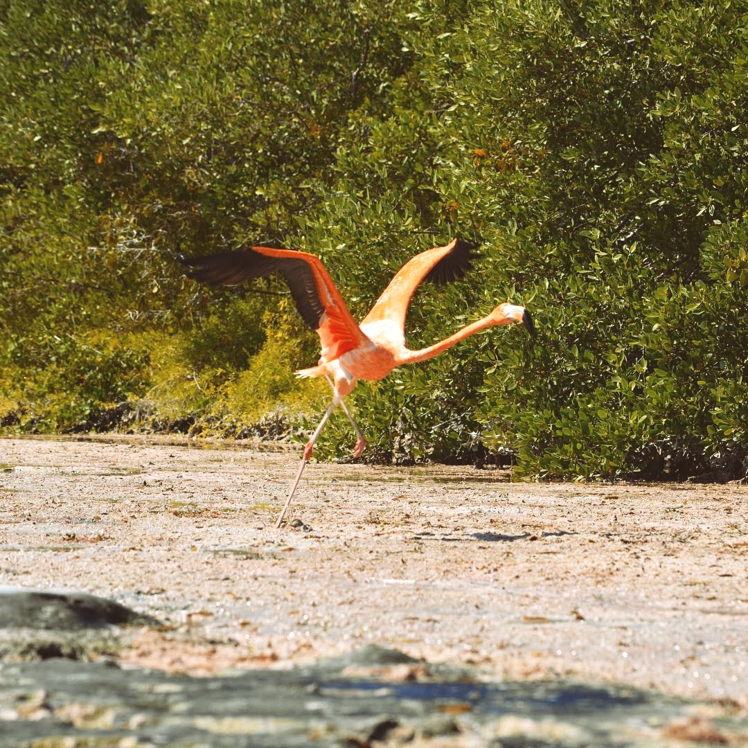 Explora #Holbox con tours certificados: 🛶Navega en kayak por manglares, descubre fauna local y disfruta de atardeceres únicos. Duración 3-5 hrs. ¡Prepara tu traje de baño! Te esperamos en el @GoCaribeMex.

📷 IG holboxtreme

#México #CaribeMexicano #IslaHolbox #HolboXtreme