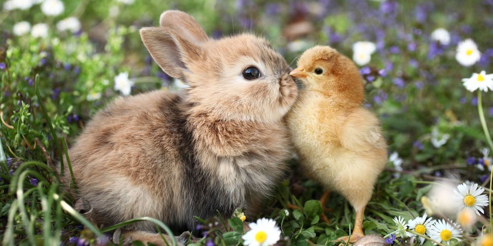marrymematt's tweet photo. happy easter everybody 🐇🥚🪻🐥🥕🌷🐰 https://t.co/Pl7Z6IuEuC