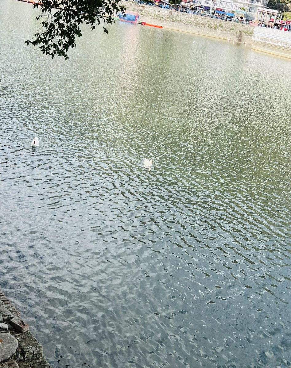 The pretty Sight 😍 🦢
#BhimTal 

#NatureDiaries