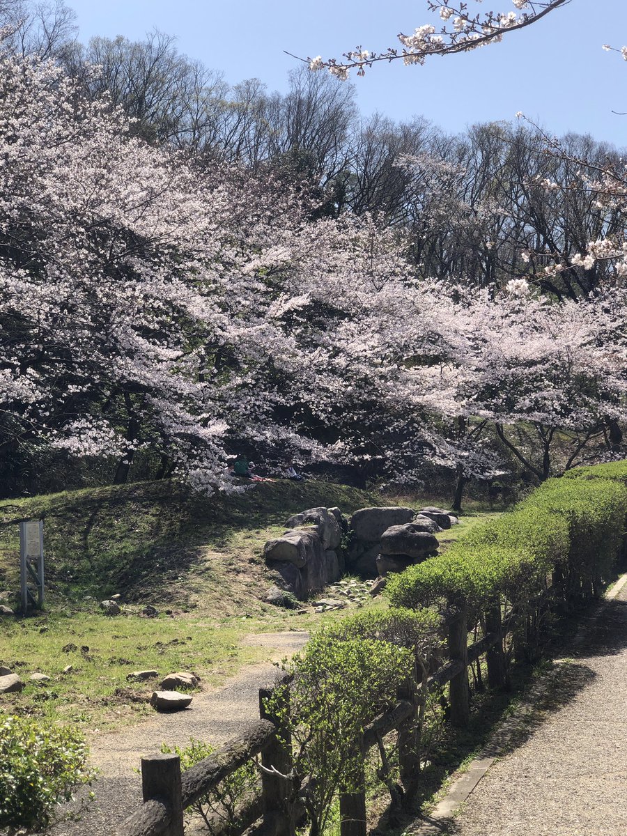 maCveleno's tweet photo. 飛鳥博物館！
8分咲きくらい(^^) https://t.co/SKdjcAryHJ