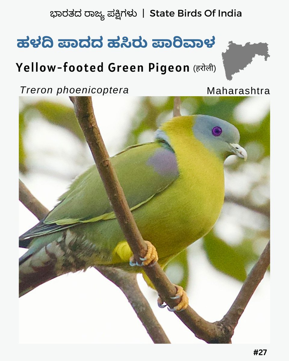 The Yellow-footed Green Pigeon is the state bird of Maharashtra. They forage in flocks. In the early morning they are often seen sunning on the tops of emergent trees in dense forest areas. #KFDstatebirdseries #maharashtra #YellowFootedGreenPigeon