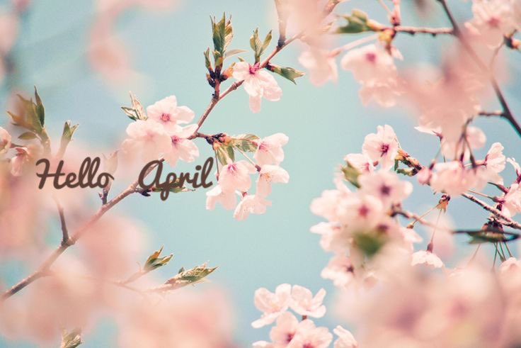 bellarosa000's tweet image. Hello April ! 
Bloom your own way. Every flower has its own magic 

#HeaderUpdate