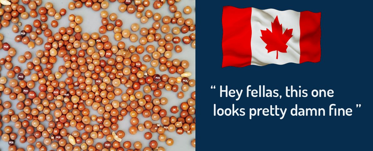 Testing in Canada, passing with flying colours. Our #AI #lentil app for Canada will be out soon.