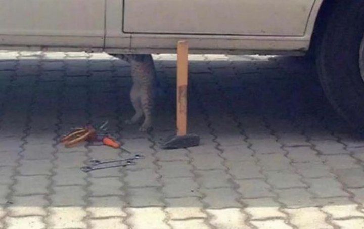 meftun321's tweet photo. Kediyi okumayınca sanayiye vermişler😁 https://t.co/jK3xGafjFV