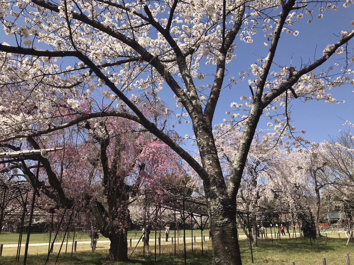 CafeTemple's tweet photo. 御所桜 上賀茂神社境内 上賀茂神社の一の鳥居を入って右手に見える大きなしだれ桜のうち、北側にあるのが御所桜。孝明天皇が京都御所から御下賜されたしだれ桜。#kyoto #上賀茂神社 #御所桜 #桜 #桜🌸 https://t.co/NgpIn5nza1