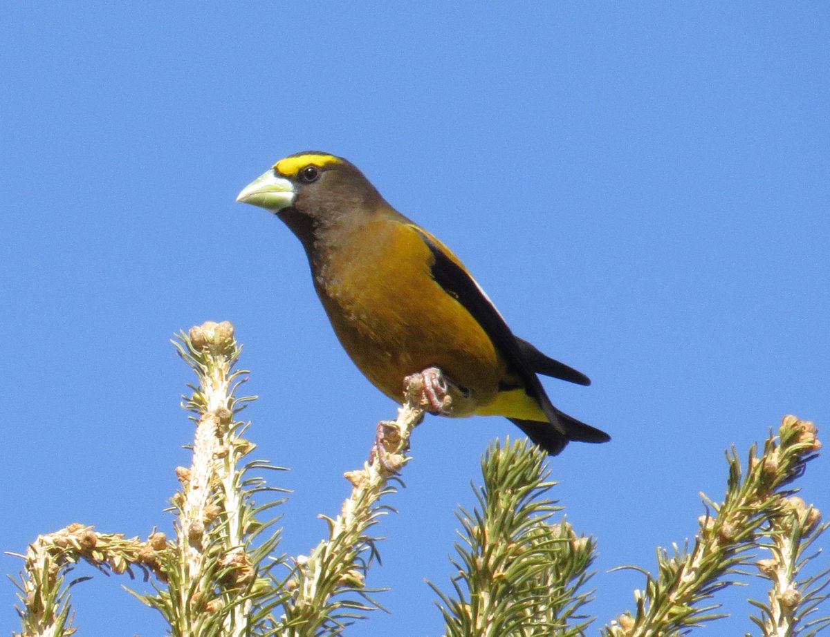 This is my 13th trip to the 🇺🇸 & 🇨🇦. More than enough to single out a bogey bird. Finally in the last three days one of my most desired species of the trip has given its self up in northern New Mexico. Distant or brief at first but then finally this afternoon 😁#EveningGrosbeak