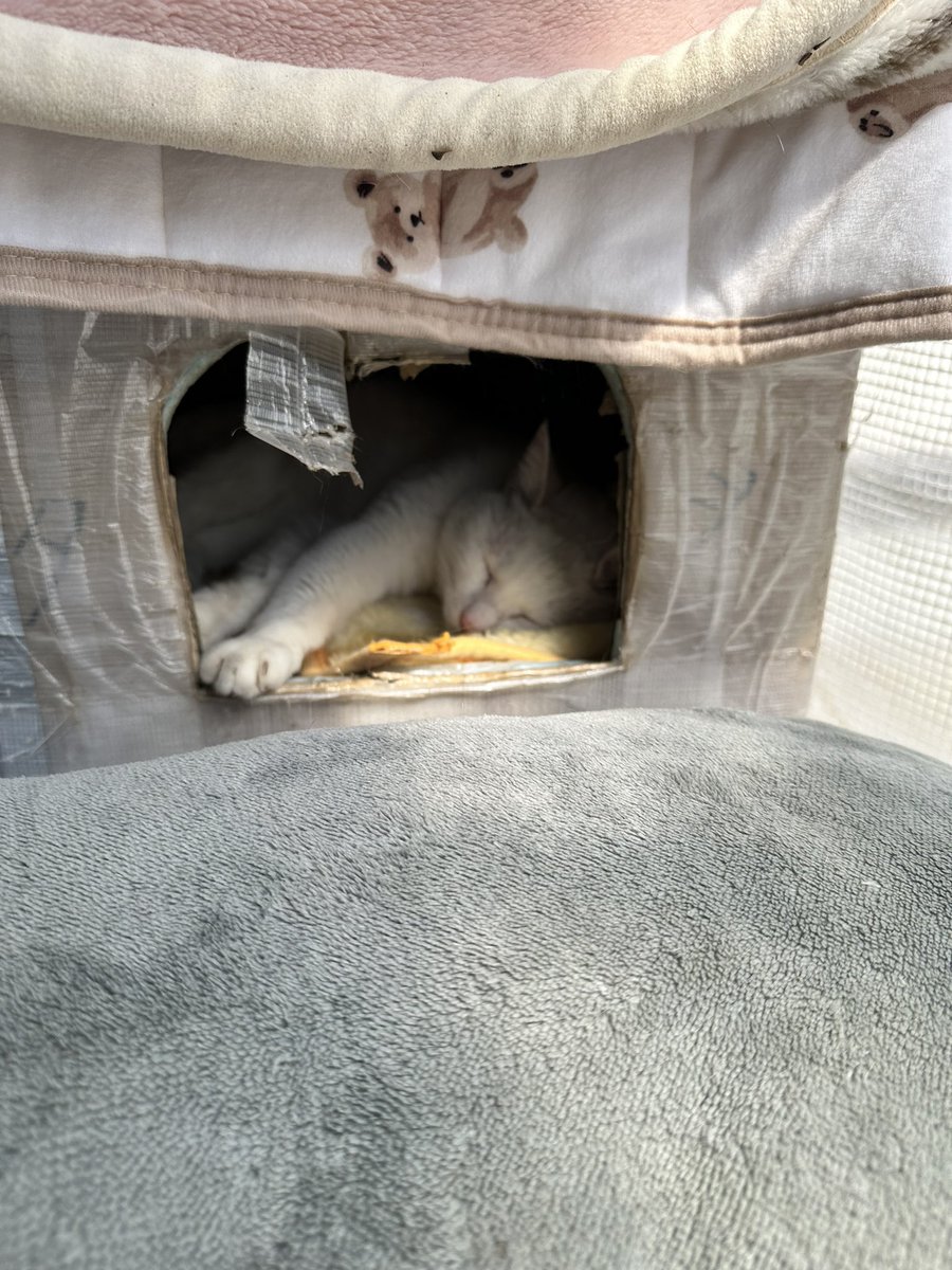 ZeusCh's tweet photo. 猫寺かわゆす… https://t.co/DD2yVzjhhG