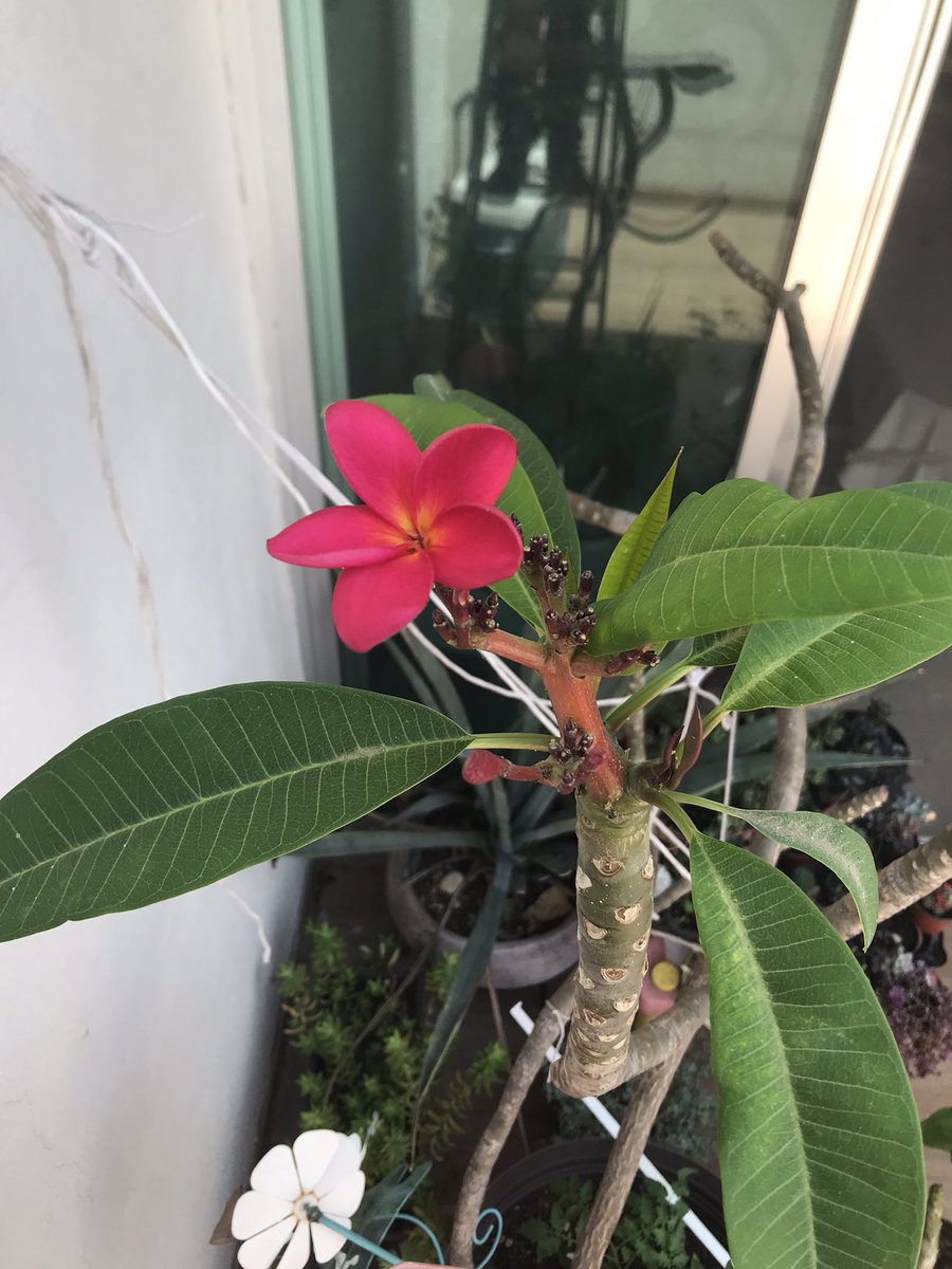 Oficialmente, ha llegado la primavera a casa!
Ha salido la primera flor diMaio 😀