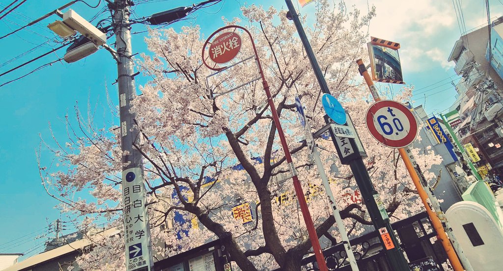 「ごちゃごちゃしてる中に桜が咲いてて日本って感じがする 」|渡部里美のイラスト