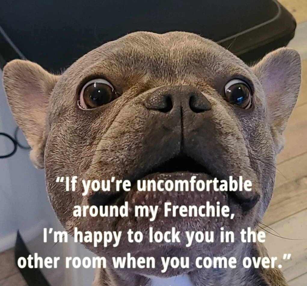 #frenchbulldog #frenchiepuppy #frenchie #frenchbulldogworld #frenchbulldogpuppies #frenchiesofinstagram #frenchielife #frenchiepuppies #frenchielove #frenchiesociety #frenchbulldogpuppy #frenchbulldoglife #frenchbulldoglovers