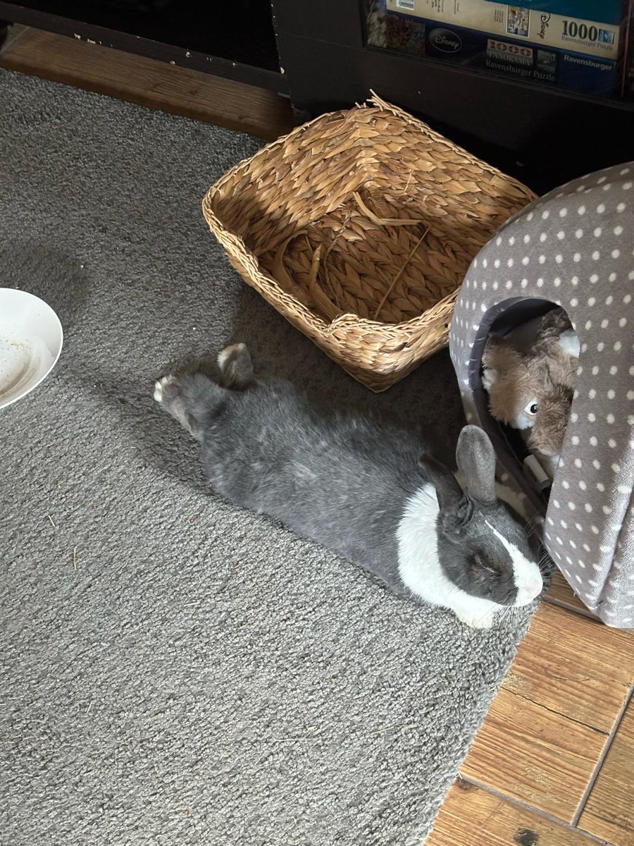 WafflesWillow's tweet photo. A late hoppy Easter message from me… I’ve been too sleepy to notice all the festivities. Hope all my bunpals have had a wonderful time ❤️🐇🐰🐣 #cute #floof #rabbits #easterbunny https://t.co/jNnnnia1dl