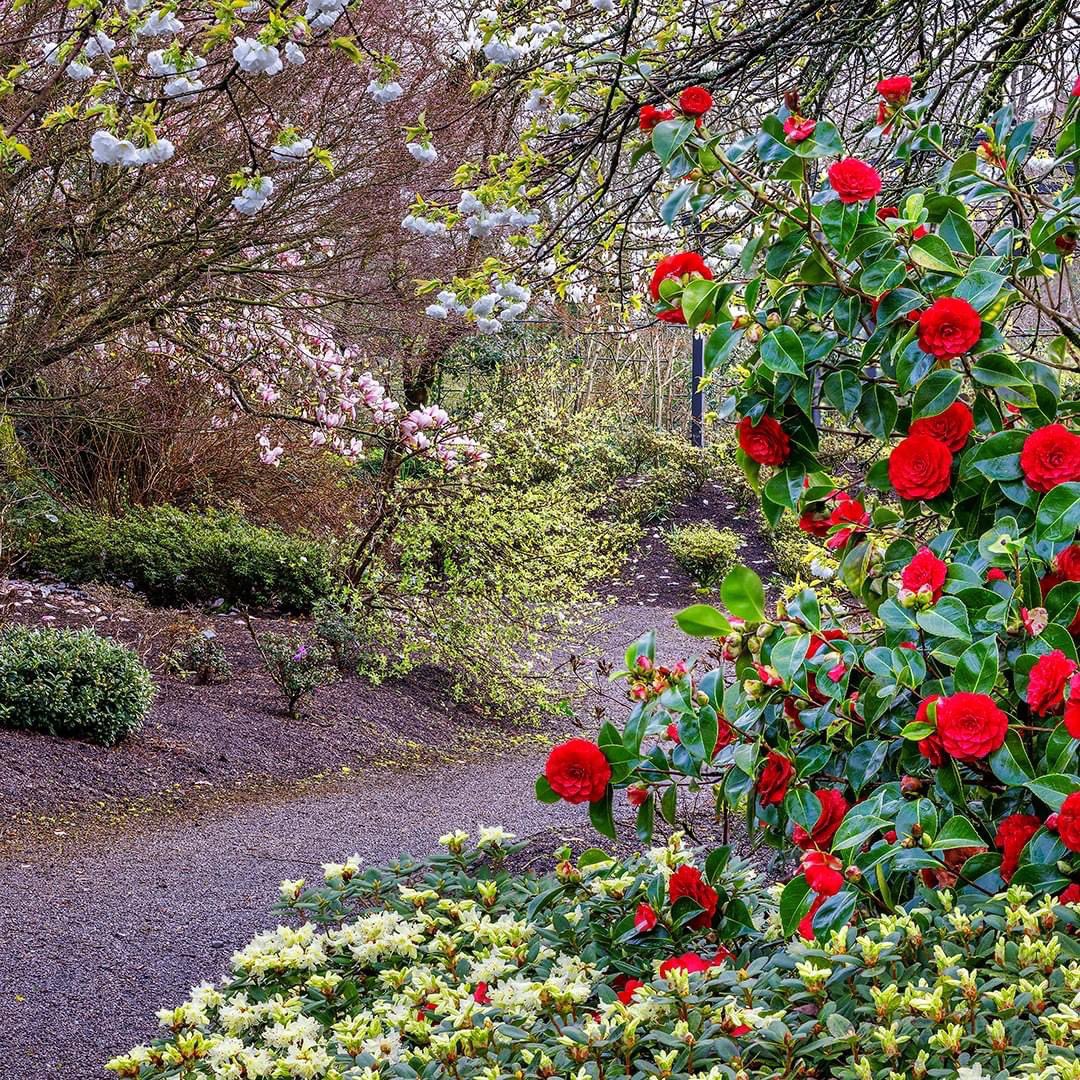 The beautiful view towards the top end of the Asiatic Garden. We start our summer opening hours today so we will be open from 10am until 6pm with last entry at 5pm. No pre-booking necessary. Full information is available on our website: aberglasney.org