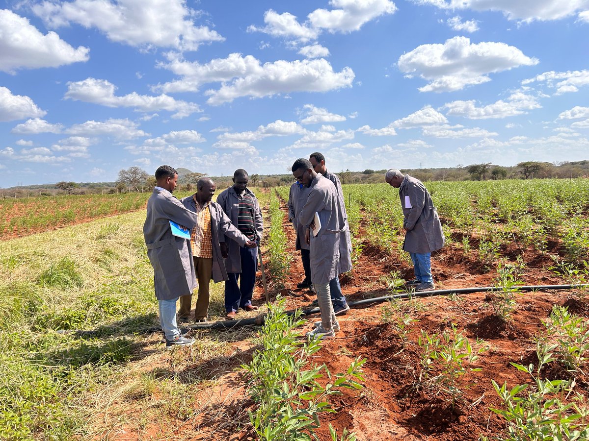 Strengthening agricultural #resilience in Somalia! Through collaboration between @ICRISAT & @FAOSomalia, thanks to the @AfDB_Group , @moai_somali & SARIS technical staff received training in crop breeding & seed production in Kenya. #climate -resilient crop varieties.
