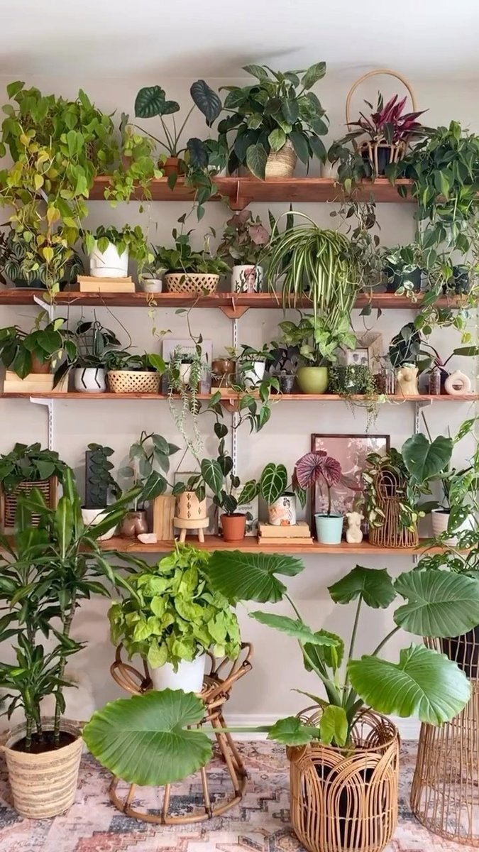 tugrulhan42's tweet photo. Indoor trees come in a variety of shapes and sizes, making them suitable for any space, from small apartments to large houses. #sizematters #spaceflexibility https://t.co/paWDnFNKbd