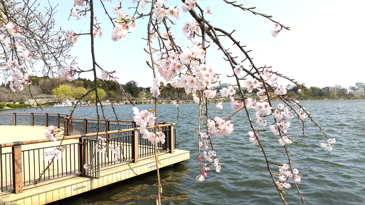 Nekobach1's tweet photo. 千波湖の桜(24.4.1)
昨日は水戸市民会館でBCJの感動的な「マタイ受難曲」を聞いて水戸に宿泊。本日は開花直後の千波湖の桜を見てきました（満開にはまだ数日かかりそうです）。
#千波湖の桜　#BCJ #マタイ受難曲　#水戸市　#千波湖　#桜　
#CherryBlossoms #LakeSenba #Mitocity #Nekobach https://t.co/VFCy9T30s6