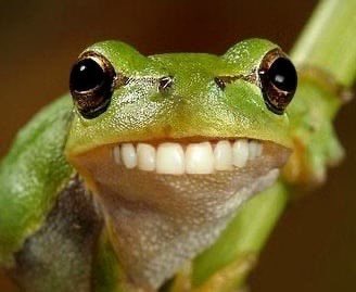 SmileWifFrog's tweet photo. @Bitcoinhabebe Pepe needs a smile like mine! 

$SWF https://t.co/7gpQxov33S