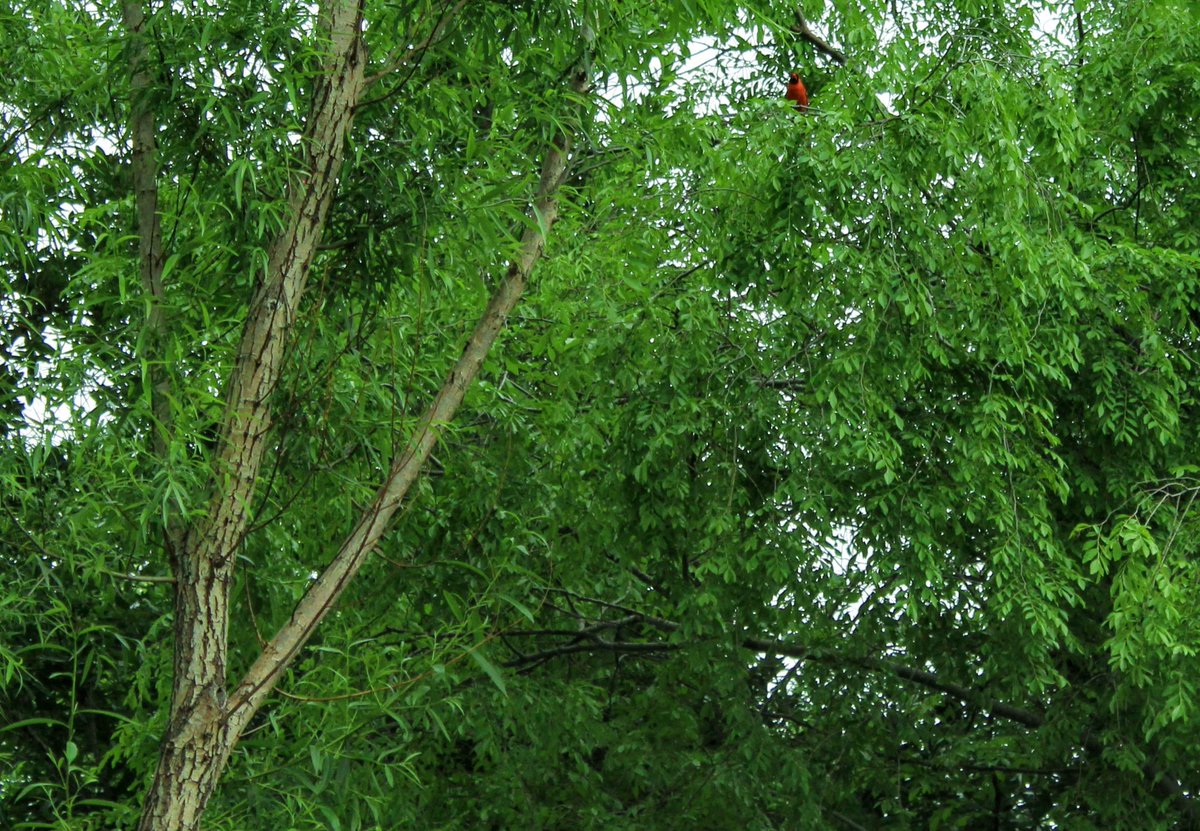 kharvey1450's tweet photo. Photography exercise:
🐦 Wait patiently for the birds.
📸 Capture the photo.
💻 Edit the picture.
🤩 Admire the results!
#photography #wildlifephotography #backyardphotography #photoed #photoediting #centraltexasgarden #centraltx #centraltexas https://t.co/Gvfd6HmLyX