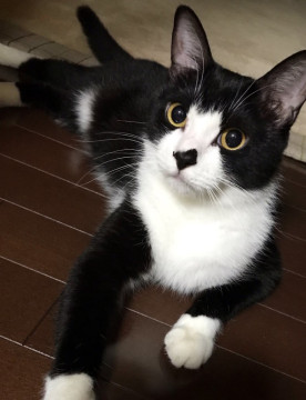 nekojiru_maigo's tweet photo. 🔍捜索中
鼻が黒い黒白ハチワレ探してます

名前：いおん
性別：♂
月齢：4歳
いなくなった日：🗓2023年4月23日(日)
詳細：https://t.co/2rL5qHIfUI

#迷い猫 #迷子 #愛知県 #江南市 #拡散希望 https://t.co/Ftt409902N