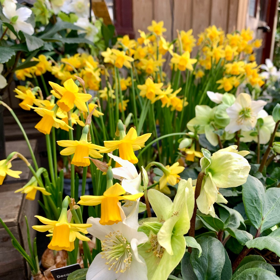 HaskinsGarden's tweet photo. We're open as normal today, offering lots of Spring colour both indoors and out!
#Haskins https://t.co/q9z87jdOxc