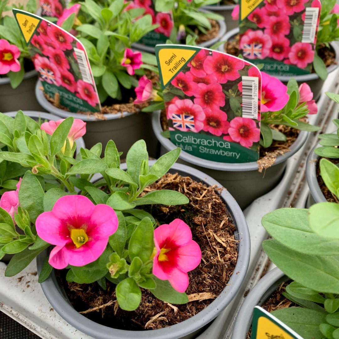 We're open as normal today, offering lots of Spring colour both indoors and out!

#Haskins