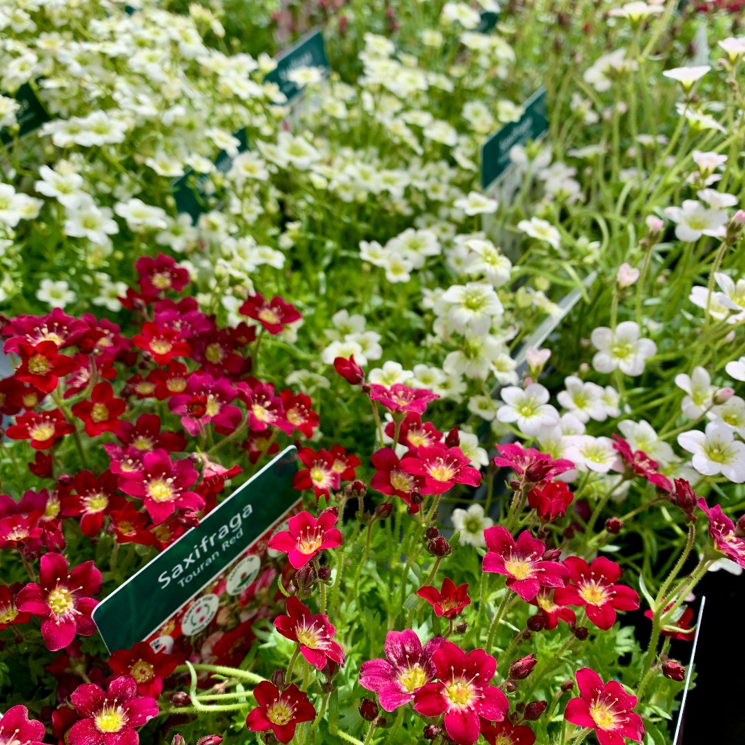 HaskinsGarden's tweet photo. We're open as normal today, offering lots of Spring colour both indoors and out!
#Haskins https://t.co/q9z87jdOxc