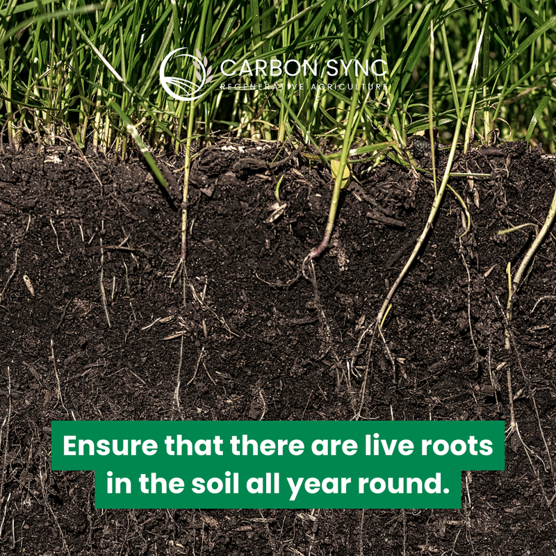 By ensuring that there are live roots in the soil all year round, regenerative agriculture helps to build healthy, resilient soils that can support higher crop yields and better withstand environmental stresses such as drought and extreme weather conditions. #CarbonSync