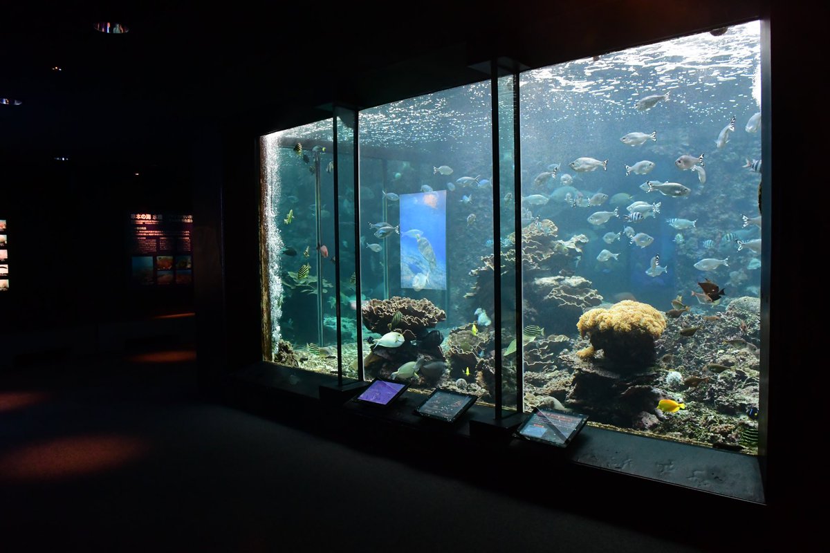 M2221363498790's tweet photo. 初めての串本ということで、串本海中公園にも行ってきました！
#水族館 #串本海中公園 https://t.co/R8uO43mmLf