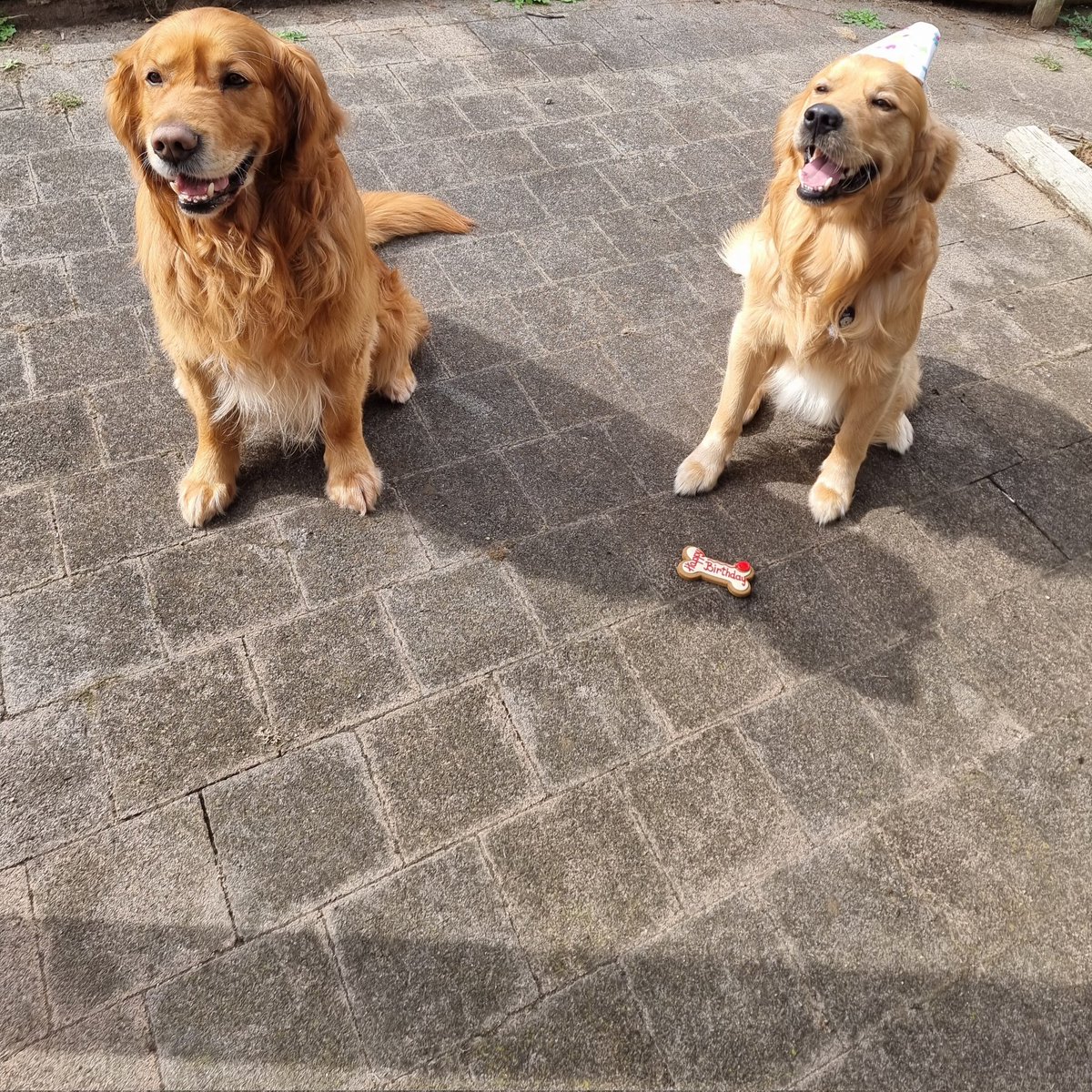 GillyTheGolden's tweet photo. Gus turned 2 today, If I smile and sit also will they give me a treat as well? #goldenretriever https://t.co/aqc7y40DLv