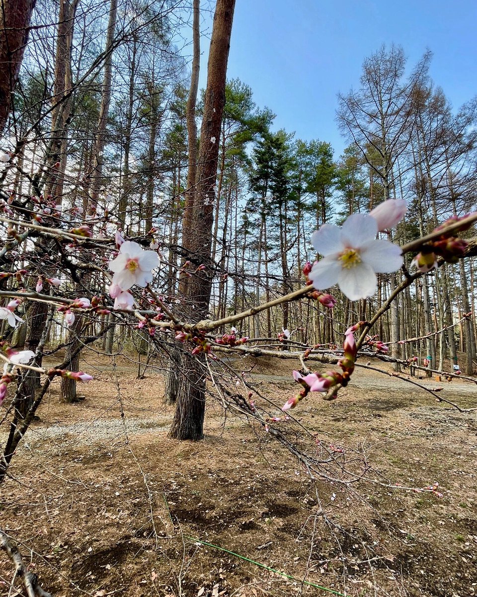 ハンモックサイトの小さな桜の木が開花を始めました🌸
春キャンプシーズンスタートの合図です♪

#キャンプ #キャンプ場 #アウトドア #桜