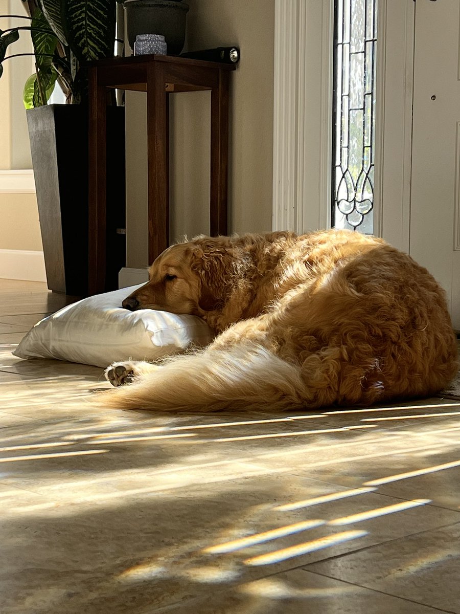 With Mom’s silk pillowcase and the sunshine, I’m really cozy. #dogs #goldenretriever