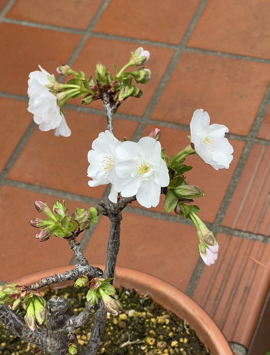 我が家の小さな鉢の「南殿桜」も開花宣言です　　令和6.4.1撮影
