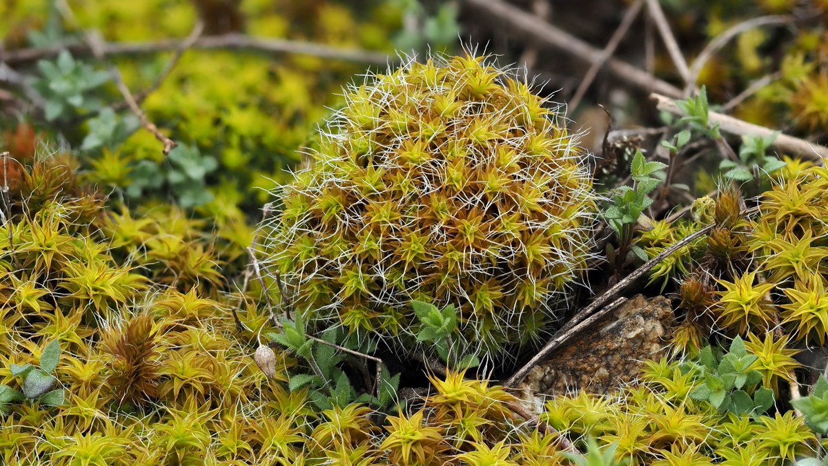 I found an easter egg!
Syntrichia calcicola