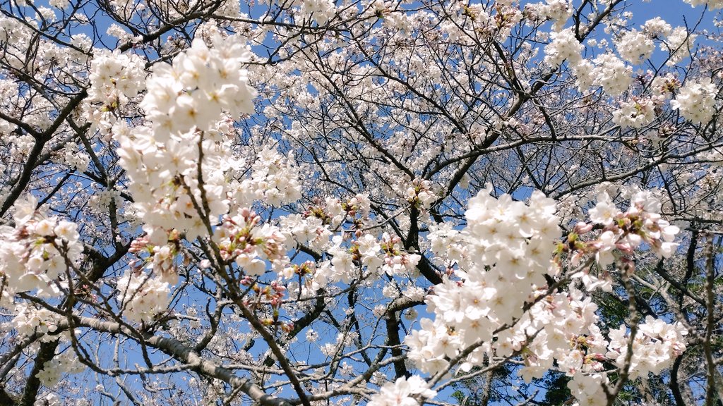 abs_ff14's tweet photo. 出雲大社桜咲いてるわ https://t.co/O7SQqNBkMf