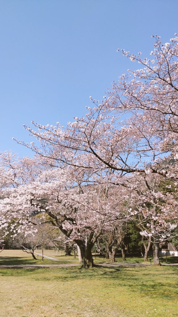 abs_ff14's tweet photo. 出雲大社桜咲いてるわ https://t.co/O7SQqNBkMf