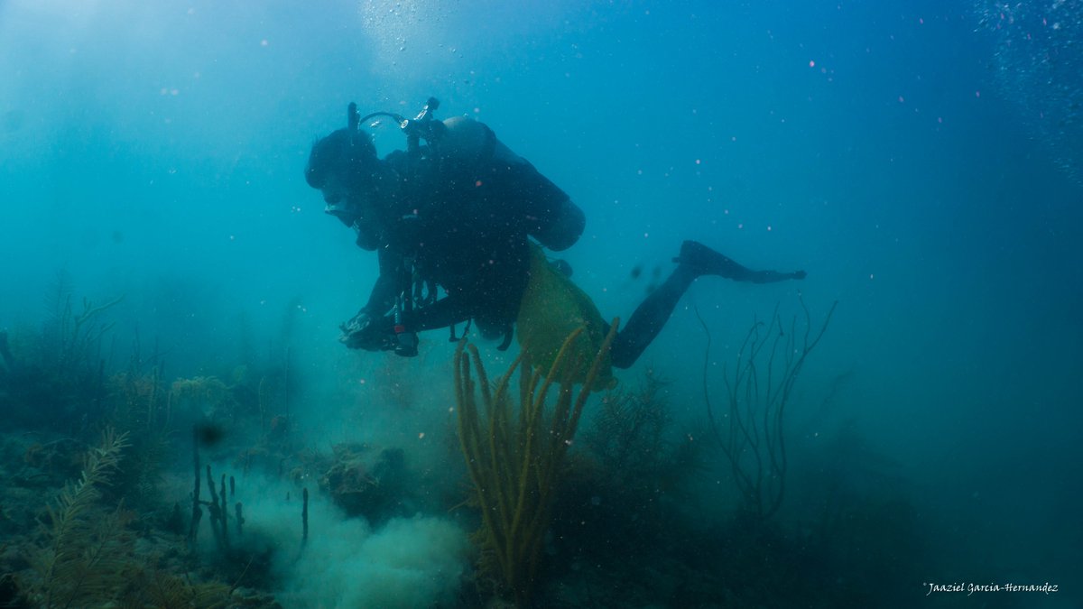 solomonchak's tweet photo. To find out, we dove at various sites up to 75 feet deep to look for sponges known to host Synalpheus shrimps. Thanks to #dive buddy and long-term collaborator Dr. Kristin Hultgren @seattleu. Great pics by @uw_explorer 

#Research @DenisonU https://t.co/9CNuJGg07k