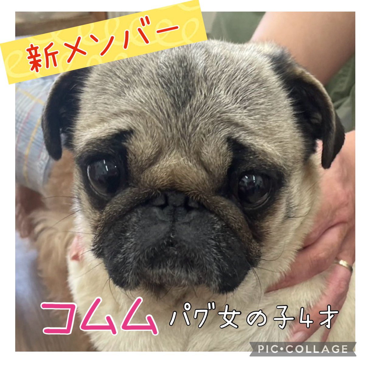 パグ女の子里親