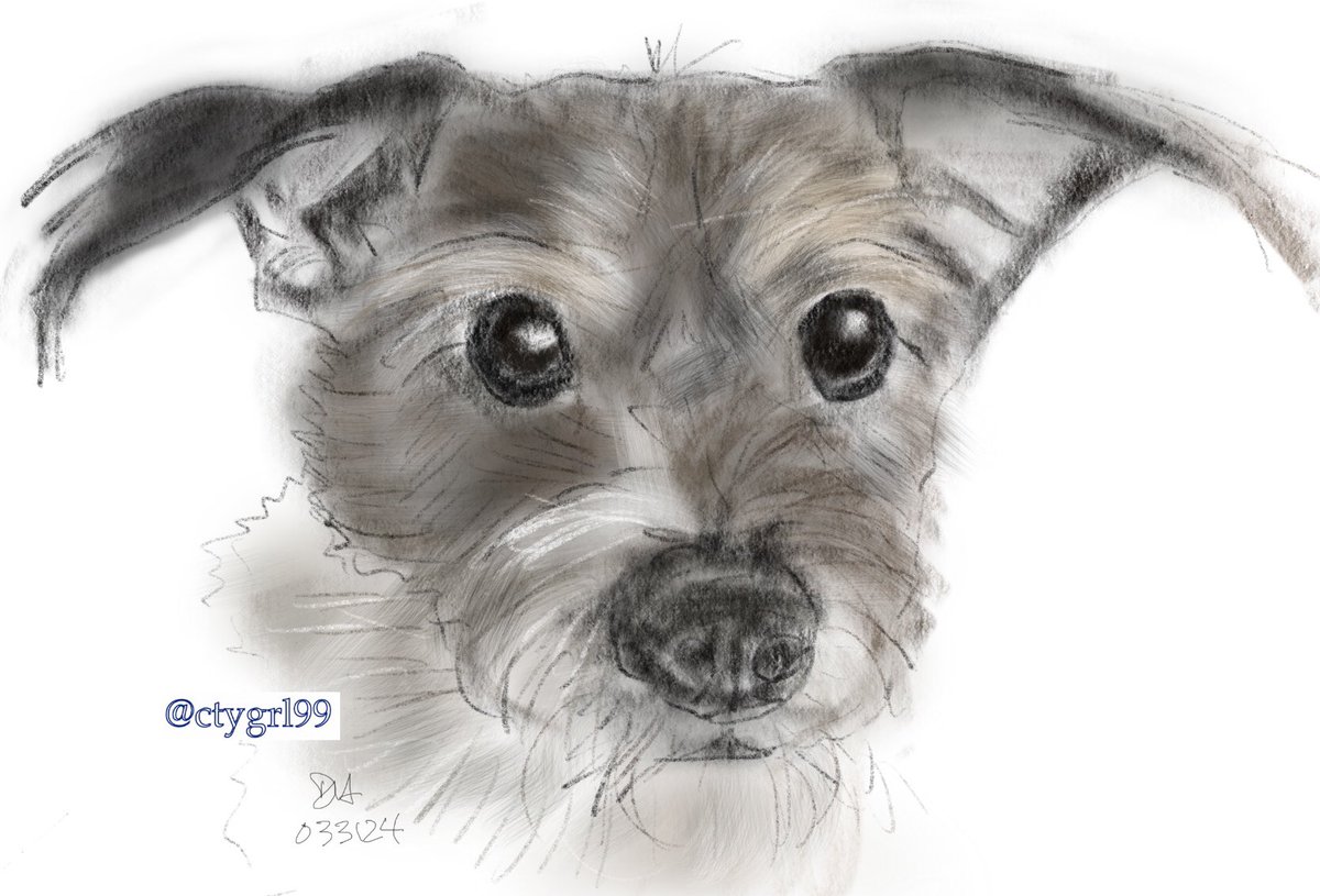 PacNW friend’s beloved canine BFF

#procreate #dogs #petportraits #illustration #digitalart

Available for commissioned pet portraits