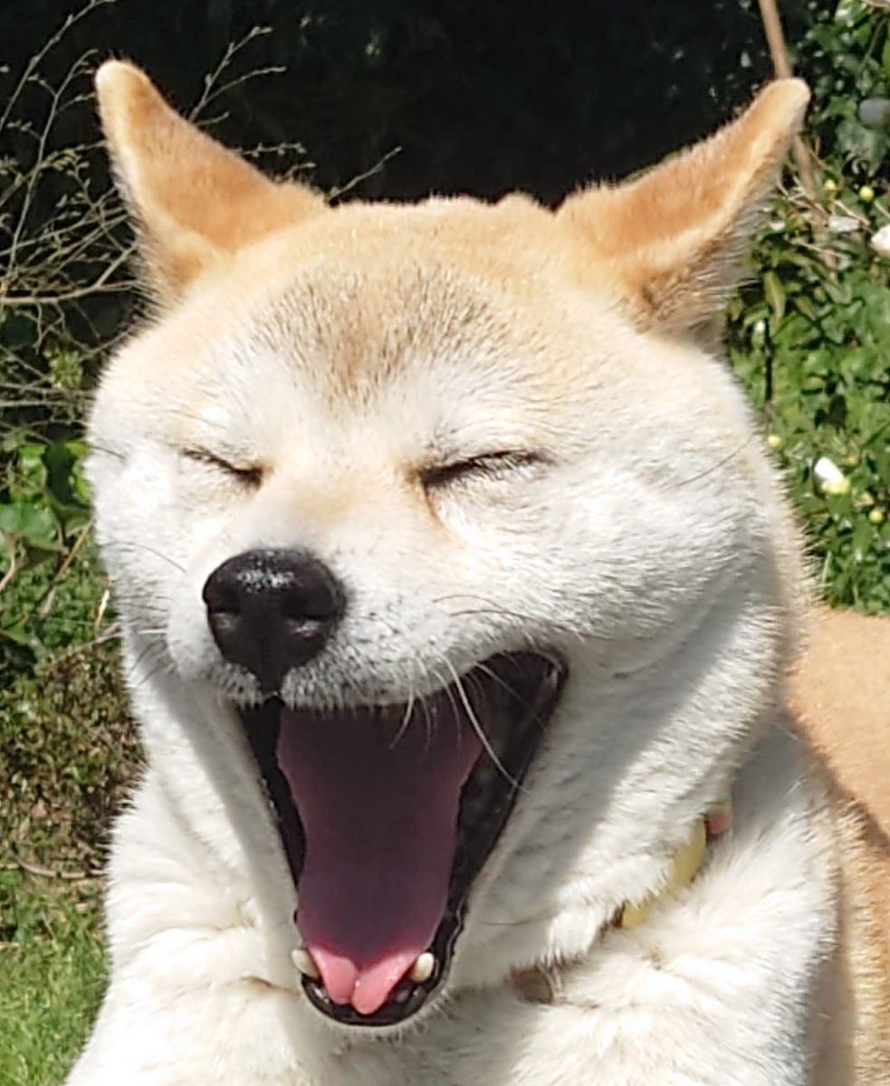 Shiba_Inu_St tweet picture