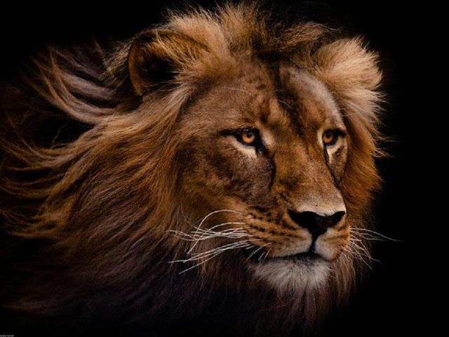 #ROYLIONS 🦁
<a href="/Roy1980_lions/">☮️🇱🇧Roy Baugi☮️🇱🇧</a> 🦁
<a href="/StarLilly_/">ఌ︎❣️🦋ꨄ︎𝓒𝓲𝓷𝓭𝓮𝓻𝓮𝓵𝓵𝓪ꨄ︎🦋❣️ఌ︎</a>
<a href="/NergisN/">♡🌹♤ηιƇҚy ηεrgιȘ♤🌹♡</a>
<a href="/nealhailey/">🌹nealhailey🌹</a>
<a href="/jaggirm/">💝🌹💖🇮🇳jaggirmRanbir🇮🇳💖🌹💝</a>
<a href="/jasmine50012486/">🌼࿐♡ᒍᗩSⓂ️İᘉᕮ🌼｡･ﾟ♡ﾟ</a>
<a href="/Jemaco40/">@Jemaco40</a>
<a href="/Meidas_Dulc3V/">🌹-💙 Dulc3V 💙-🌹</a>
@abrillie
<a href="/MarthaCandia21/">🌼MARTHA CAN🌼</a>
<a href="/kittymayo7101/">#BossLady 👑</a>
<a href="/jolx08/">Josi Calvo</a>
<a href="/JayZilon/">Grandezza🎖️</a>
<a href="/glenton123/">Mark Glenton/ Mindfrontiers🤵🧐</a>
@arlyneadn
<a href="/SiscoMGWV/">🔶️Sisco #1DDrive 113k🔶️</a>
<a href="/DaiiFollow22/">🇦🇷🍓DAIANA🍓🇦🇷</a>
<a href="/Spencerjames211/">Spencer James #GAINWITHPETAL #TMPETAL #Teamspirit</a>
<a href="/Divine_Bliss/">𝐉𝐞𝐧𝐧𝐲 𝐉𝐚𝐢𝐧~240k~💯% FB</a>
<a href="/ElderAcost/">ELDER AC✪STA 📚23ʸʳˢ⚽️</a>🦁
Repost 🔁