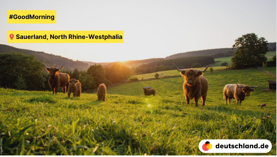 🌅 #GoodMorning from #Sauerland in North Rhine-Westphalia! 🐂🐮 Shaggy coat, massive body, impressive horns — Highland cattle originally come from Scotland, but also feel at home with numerous breeders in the Sauerland. #PictureOfTheDay #agriculture